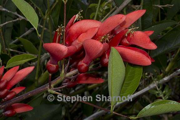 erythrina crista galli 2 graphic